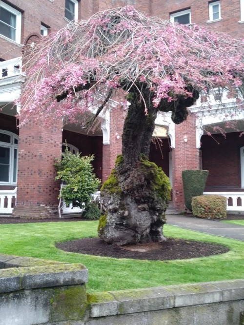 iguanamouth: iguanamouth: passed this tree today and hey thats a human persons, face fun. flirty. im