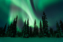 brutalgeneration:  Frozen Auroral Forest (by Philip Eaglesfield (Eggles))