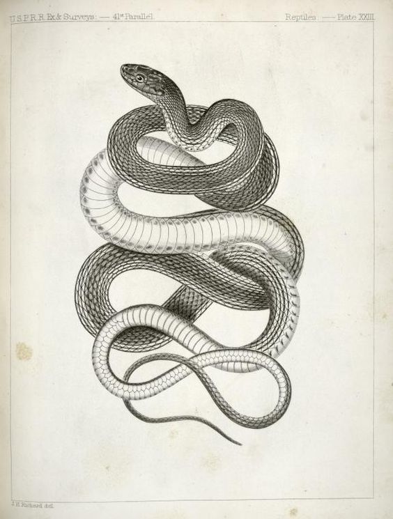 leaddust:  biological illustrations  serpents   