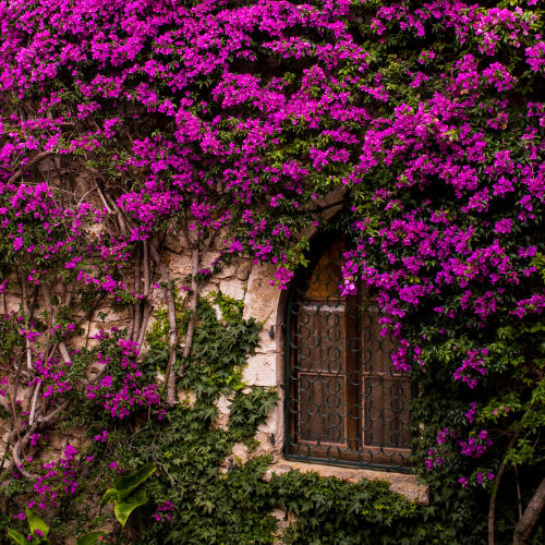 florealegiardini:Èze, France ~ Adam Foy 