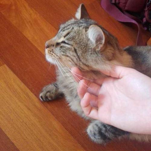 thebeanandbelashow:Bean loves him some pets. 