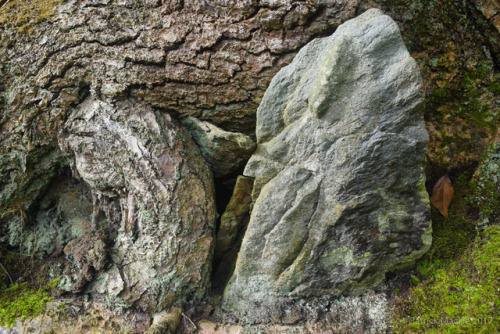 Tree roots growing around slabs of natural rock. Taken by the old mill on the Taynish NNR in Knapdal