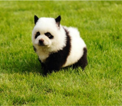 New Post has been published on http://bonafidepanda.com/panda-dogs-sooo-cute/