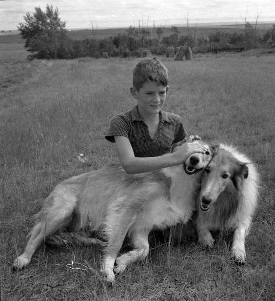 nemfrog:   Boy named Chester with two Scotch collies, Eston, Saskatchewan. August