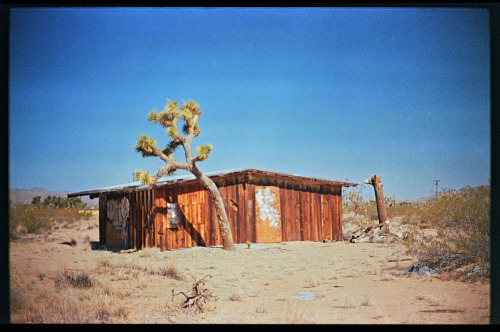 Joshua Tree, CASvema color 125 // Leica M5