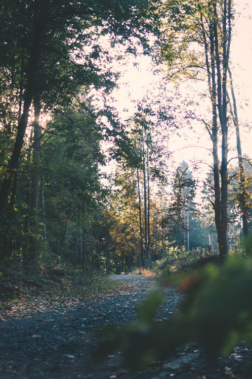 pixelcoder: Curiosity keeps leading - German Woodlands - October 2k18 Prints  | Instagram