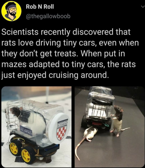 pileofknives:mrevaunit42:urbxnfxck:ablessedblog: Rats like driving more than cheese what i learned h