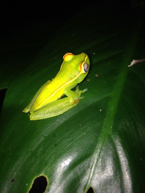 ????? frog from vicinity of Tortuguero in Costa Rica (Oct 2015). Can’t figure out what it is- ID hel