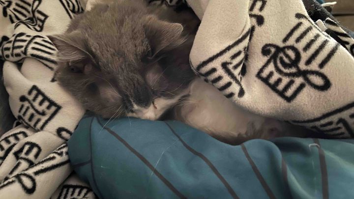 Help Sweet Pea recover, organized by Callie Sarenpa