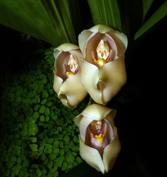Porn photo 8 of the world’s most bizarre flowers: