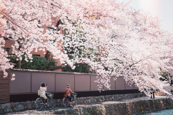 chickabiddy:  Cherry Blossom @ Kyoto (by SILENCE Vincent) 