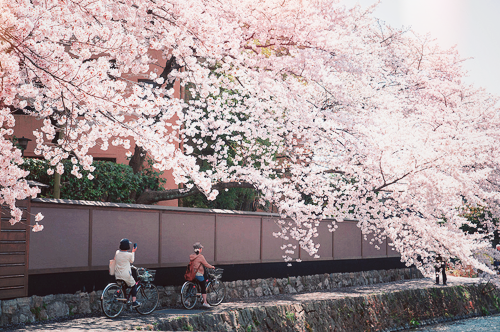 Porn photo chickabiddy:  Cherry Blossom @ Kyoto (by SILENCE