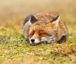 beautiful-wildlife:  Comfortably Fox by Roeselien Raimond 