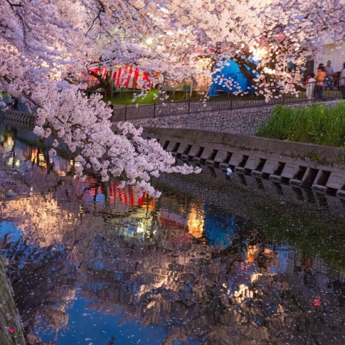 daidaikemool:  五条川の桜は圧巻ですなあ #japan #Japanese #Cherryblossoms #river #night #sakura #桜 #夜桜 #五条川