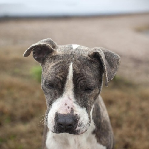 handsomedogs:Dogs find hope in Shannon Johnstone’s lens.The North Carolina-based photographer uses h