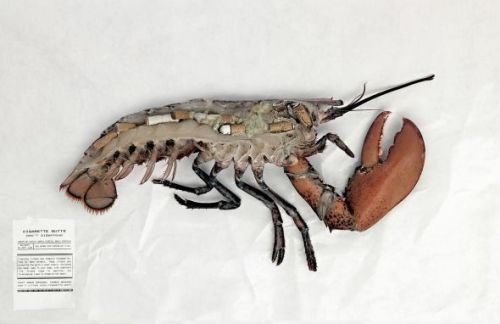 nekemisvan:     ryanandthecrew:  Cross-sections of animals who have ingested cigarette butts. -NoButts.org   