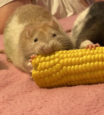 libradyke:corn boy :)