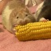 libradyke:corn boy :)