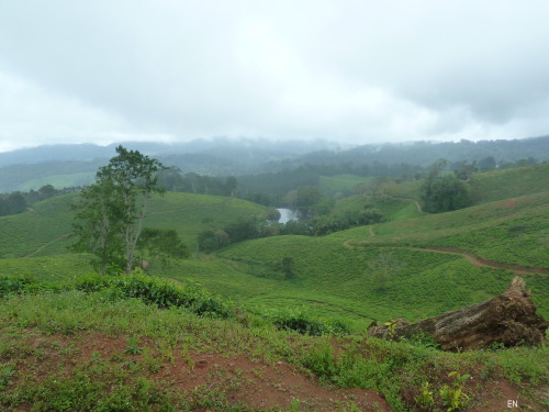 mwezikamili:Amani forest Tanzania