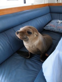 cute-overload:  This little guy jumped onto our boat strolled into the cabin and made himself at home on the couchhttp://cute-overload.tumblr.com