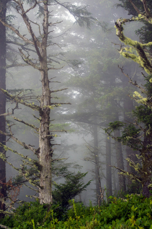 russell-tomlin:The Trees at Cape Perpetua 9