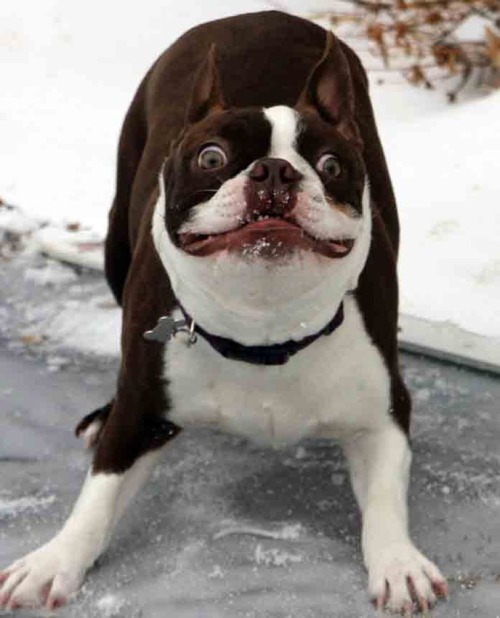 thecutestofthecute:  Here are some animals that are excited about the snow more then some of us are. 