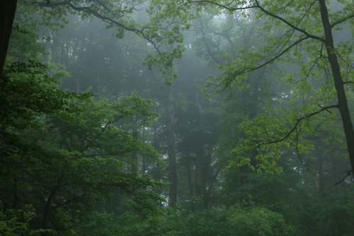 90377: A foggy day at the local forest by 90377Instagram | Etsy Shop