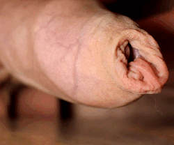 daddyworship:  Daddys steaming tasty load is the reward every good boy wants. YEAHH   Collection of willy..