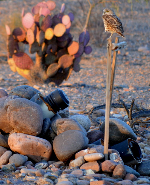 fatchance:
“Urban bird: Burrowing owl (Athene cunicularia) at the Rio Salado Habitat Restoration Area in Phoenix, Arizona.
Volunteers working with the Rio Salado Audubon Center have constructed over 200 artificial burrows throughout the park. The...