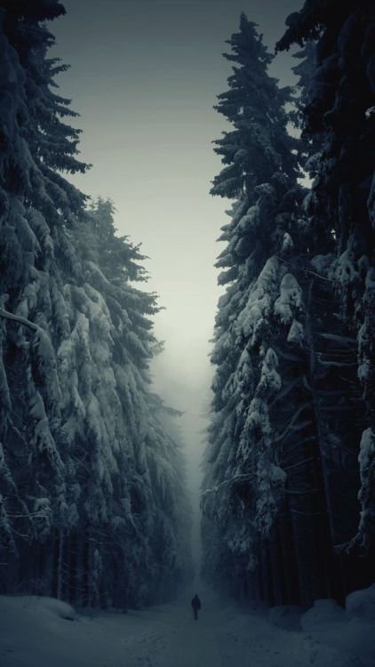 wallpaperhipster:  //bosque//