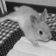 piperlivingdeliberately