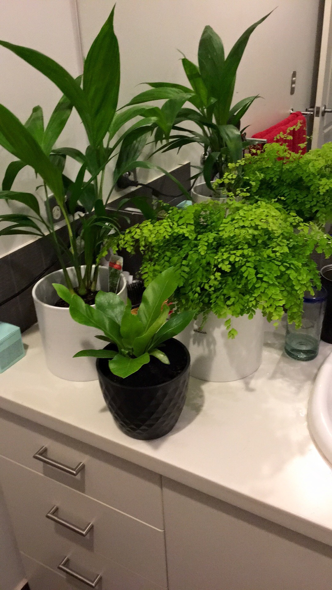 thechelseasmilex:  My new babies 🌵🌱🌾🍃