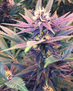 thehighbuddha420:  Beautiful 💜  Purp