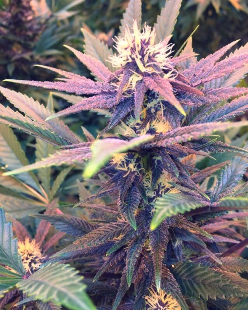 thehighbuddha420:  Beautiful 💜  Purp