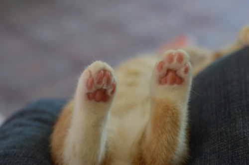 supremesailorscout: pvwitch: In case you were having a bad day, here are some kitten feet KITTEN FEE