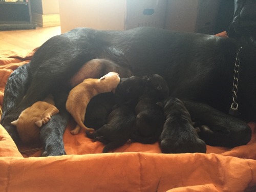 Update : the puppies are getting bigger :)