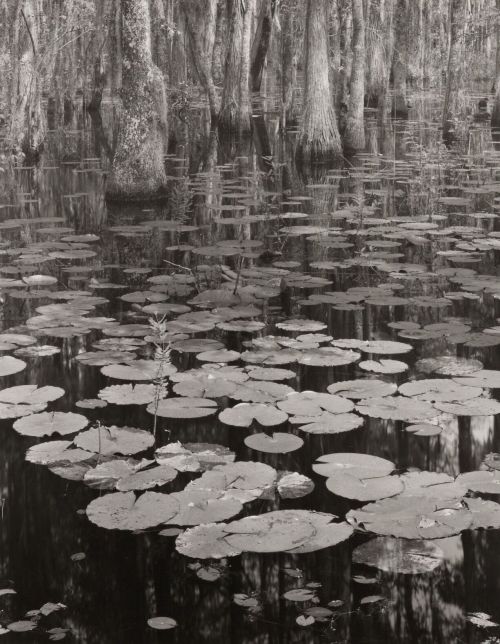 fragrantblossoms:Caroline Vaughan. Waterlilies, North Florida, 1974. 