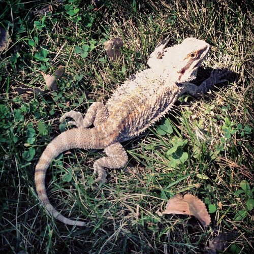 Took Drako with me to pick up #thejrz he was acting crazy on the car ride there. #beardeddragon #pets #reptile #instaphoto #niceoutside #park