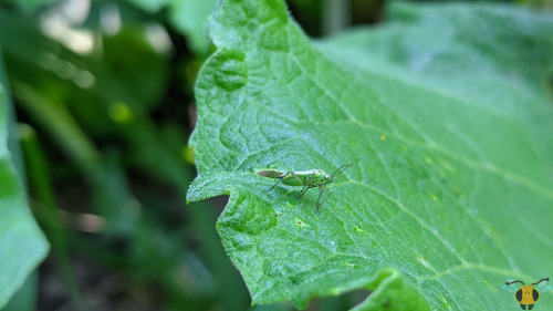 Two-Spotted Grass Bug - Stenotus binotatusA green area filled with green grass, green leaves, and a 