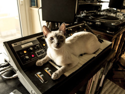 SynthCats