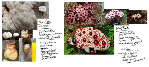So...here's My Part For Scugshroom Colony Because I Think It's A Very Fun Designing Challenge