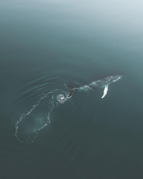 Photo by Donal Boyd. +