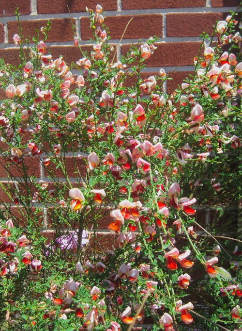 A nice cultivar of Scotch broom, maybe Cytisus &lsquo;Goldfinch&rsquo; or 'Hollandia&rsquo;.June 201