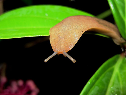 peaceandlovegang:Today’s snail is a slug! A pancake slug to be exact. These slugs are definite