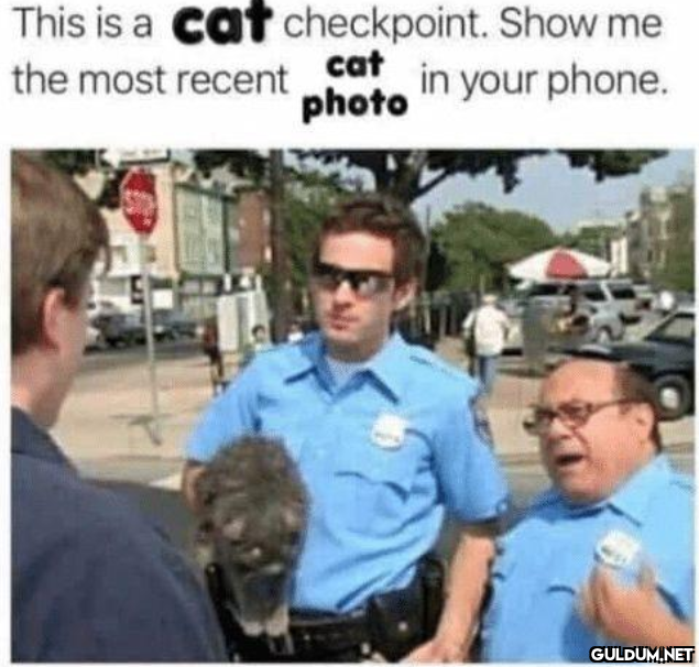 This is a cat checkpoint....