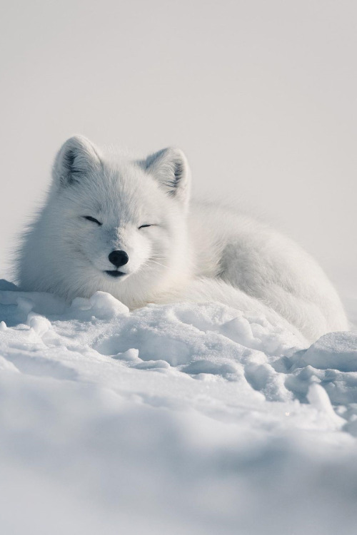 lsleofskye:A white arctic fox yawning in the Lapland’s wilderness (Sweden) | kpunkka