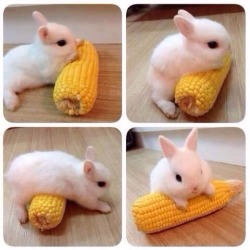 awwww-cute:  A bunny and his corn 