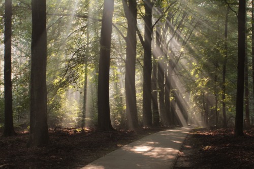 Veluwe. Fun.