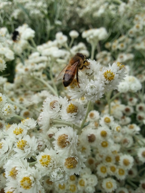 An European peacock, painted lady and beebles from Kaisaniemi Botanical Garden today