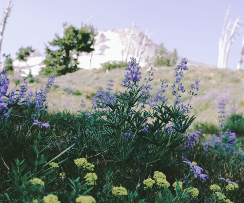 expressions-of-nature:   by Keith Carey Mt. Hood, Oregon 